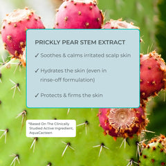EVOLVh Better Roots Shampoing, emballage élégant, routine capillaire soignée.