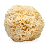 Éponge mer naturelle LATHER prête pour une exfoliation douce lors de la douche.