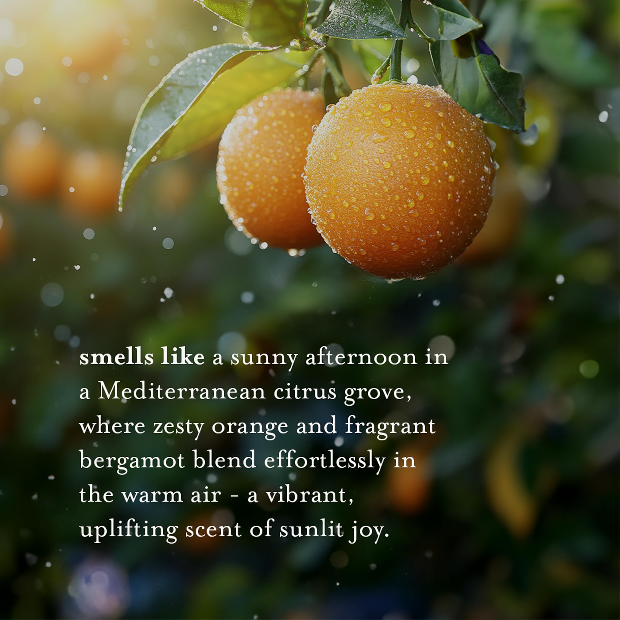 A LA MAISON Orange Bergamot Body Wash creamy lather for pampering showers