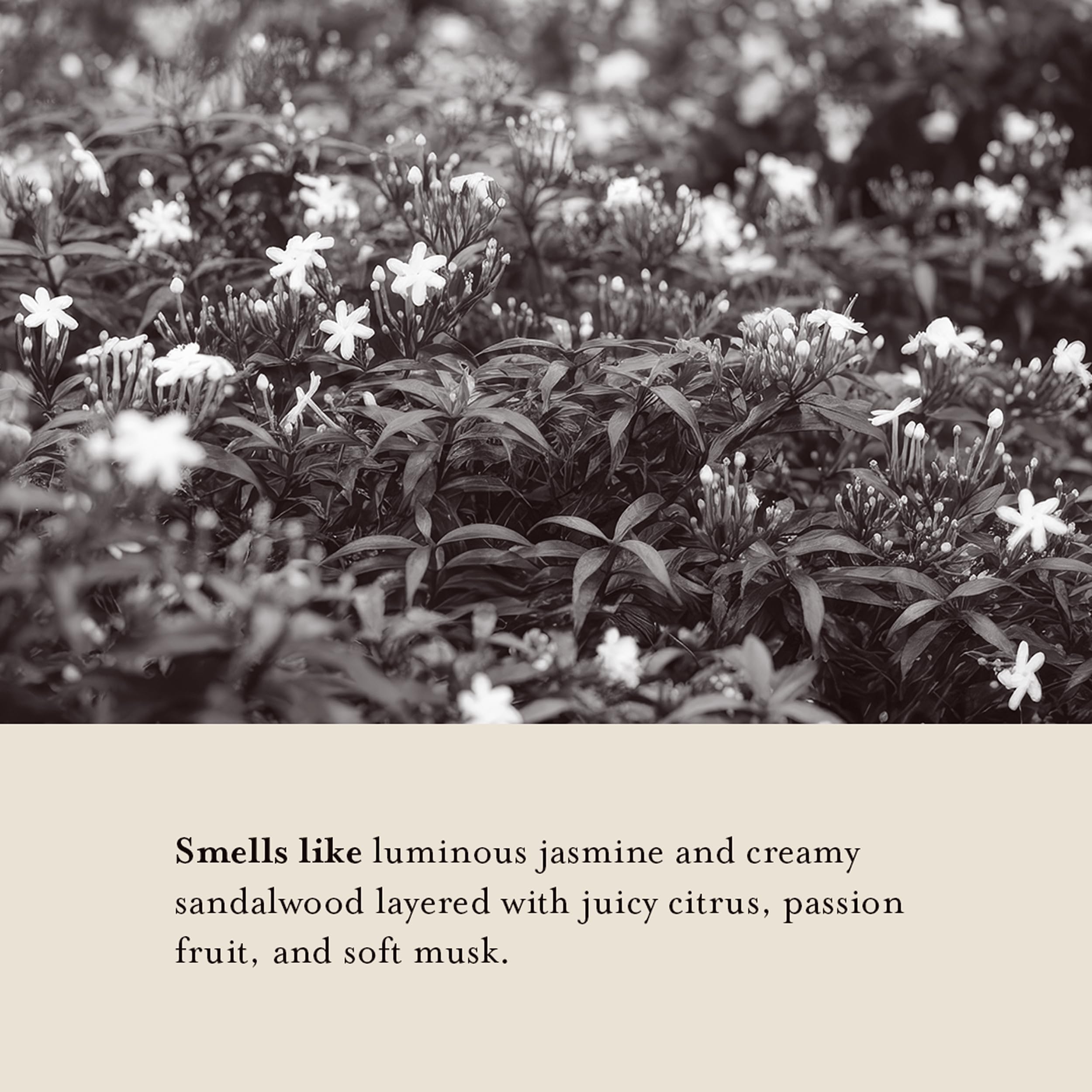 Senteur Jasmine & Santal : parfum lumineux et boisé d'A LA MAISON.