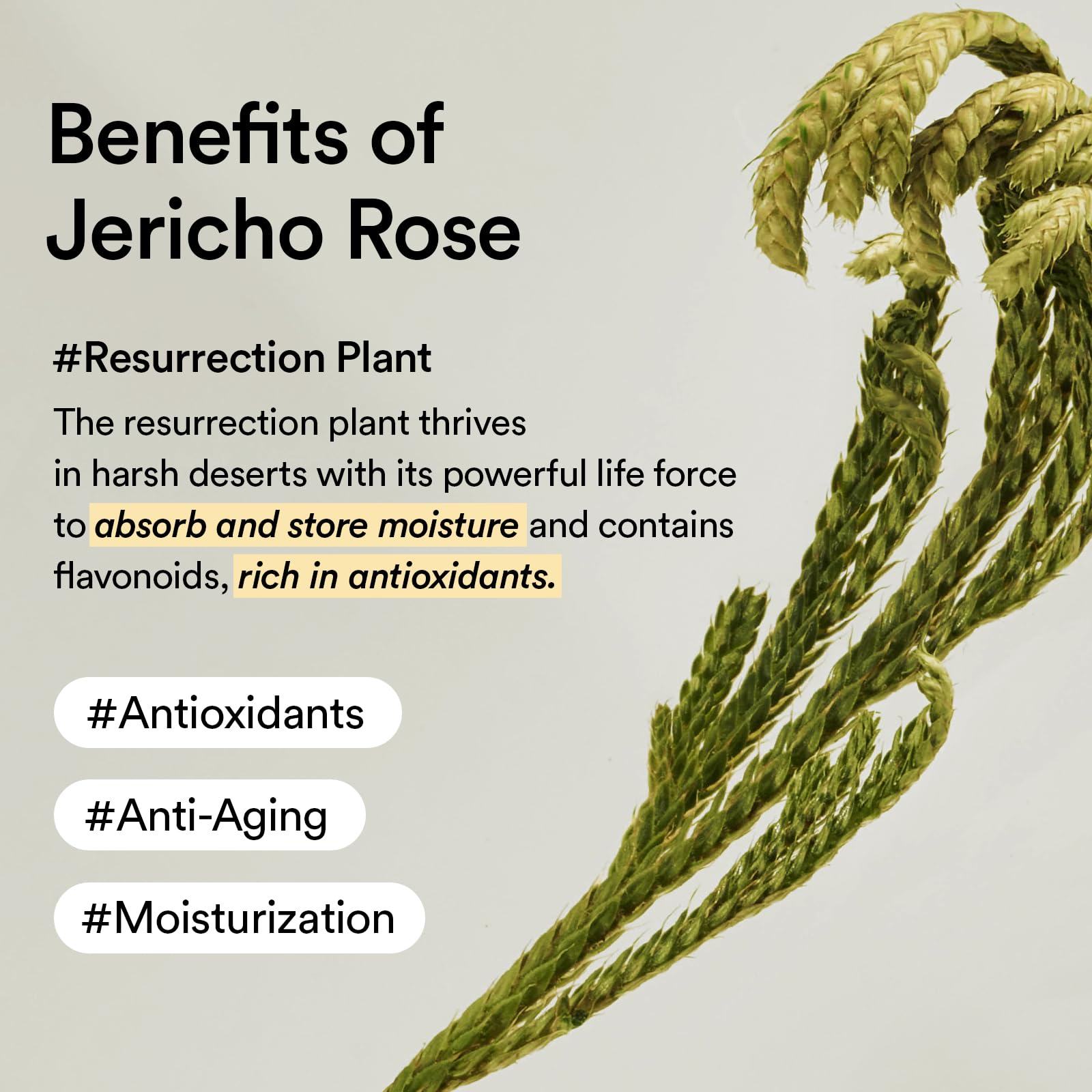 Abib Jericho Rose Cream 75ml – hydratation durable pour peau confortable
