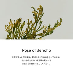 Abib Jericho Rose PHA Toner demonstrating step-by-step application for skin texture refinement