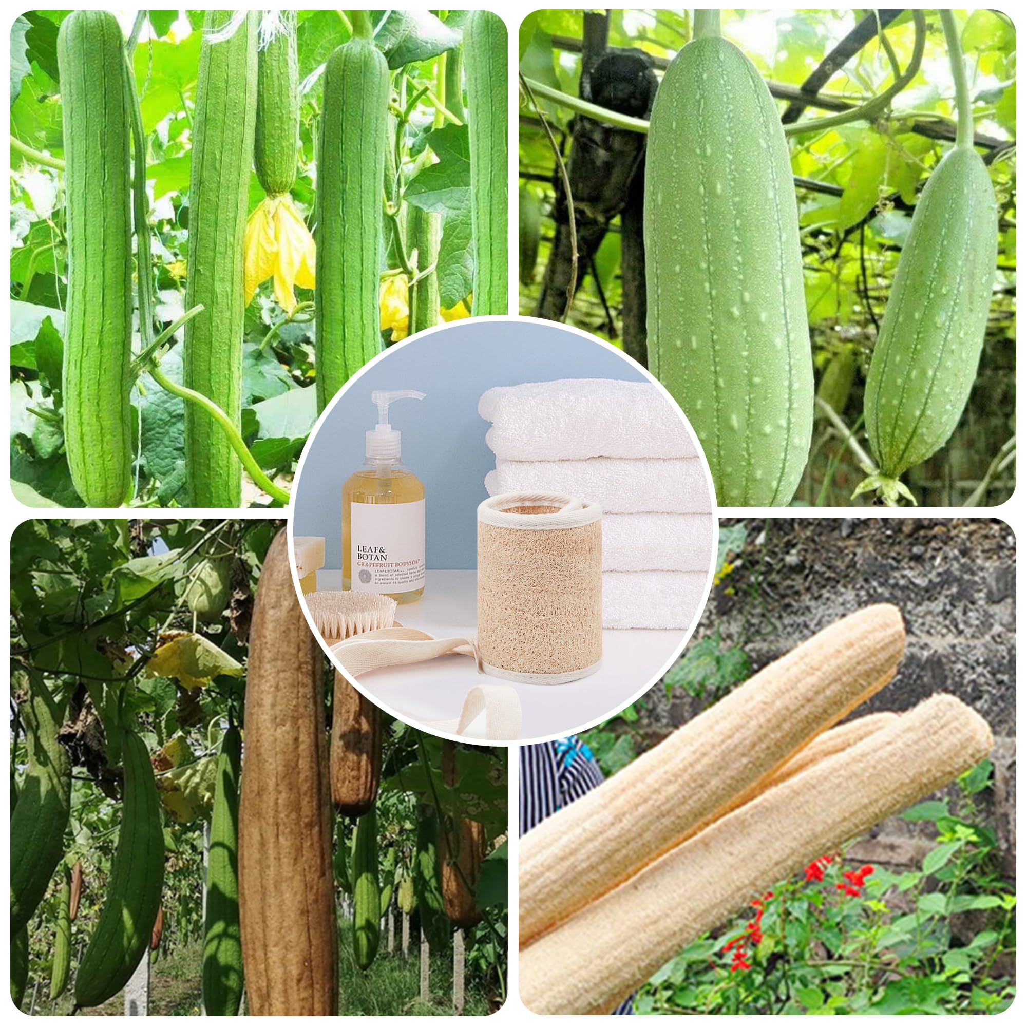 Acolidas Luffa usage quotidien, pratique et durable pour la douche.