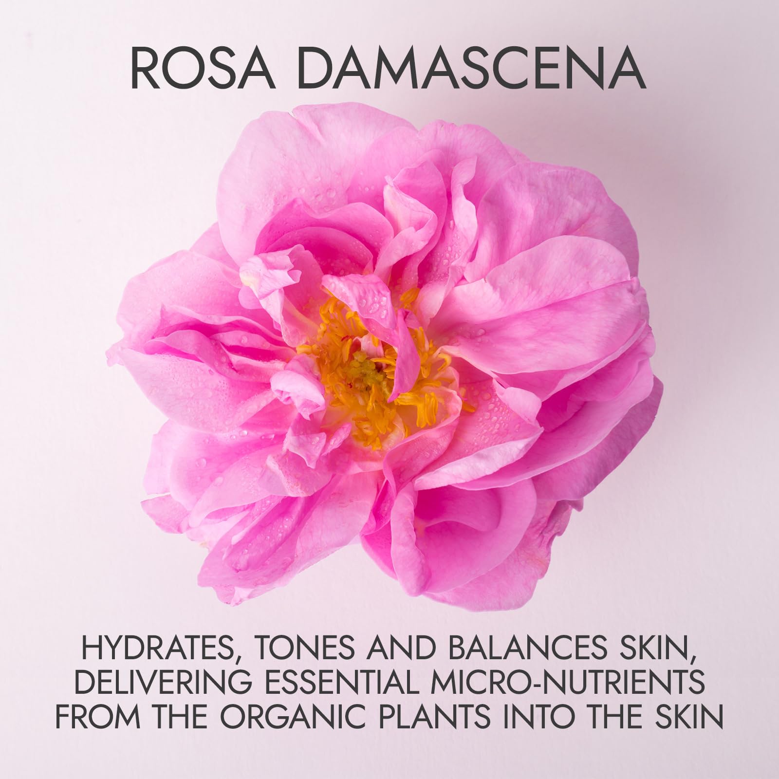 Origine bulgare: distillation à la vapeur pour une eau de rose pure.