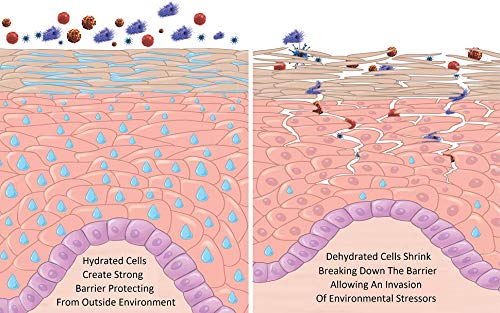AminoGenesis pot crème: ingrédients à base d'acides aminés et peptides