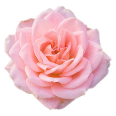 Arm & Hammer bouteille savon main rose 14oz, parfum agréable et nettoyage efficace des mains.