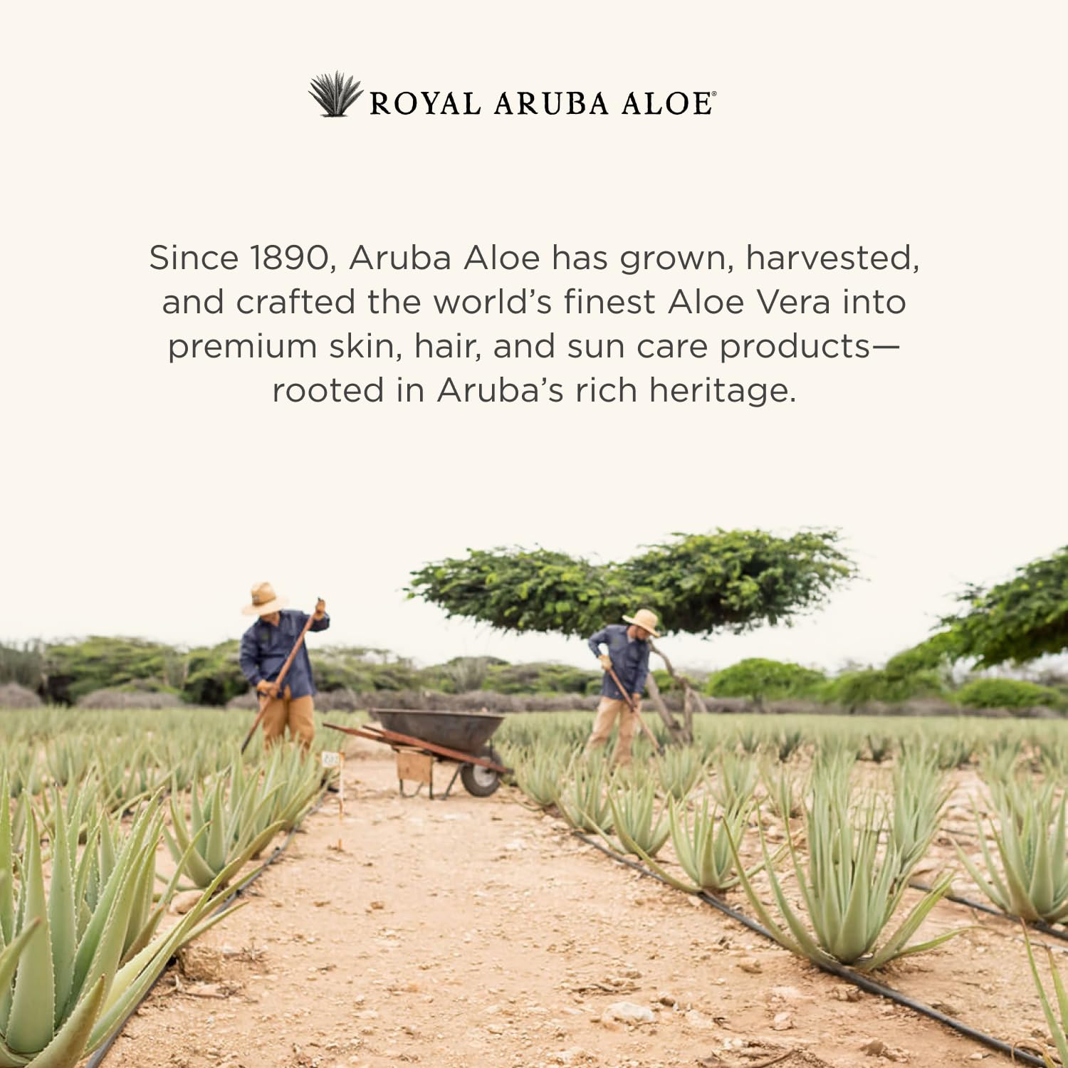 ARUBA ALOE adaptée à tous les types de peau, y compris sensibles.