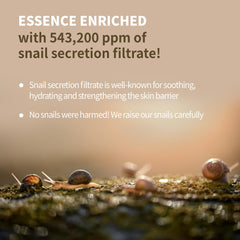 BENTON Snail Bee High Content Lotion, texture lissante et absorption rapide pour routine visage.
