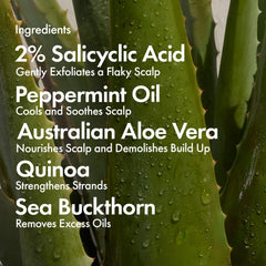 Bondiboost quinoa hydrolysé : hydratation en profondeur et apaisement du cuir chevelu