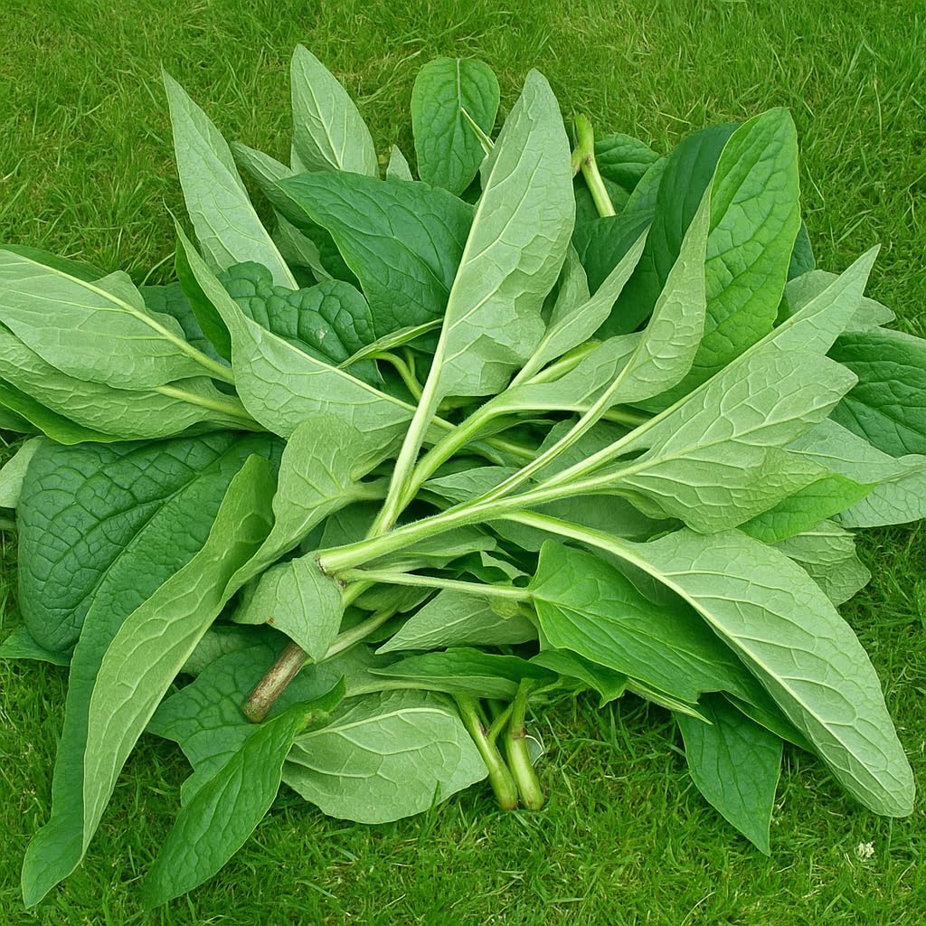 Pot Comfrey Salve fabriqué par une famille locale dans les montagnes WV.