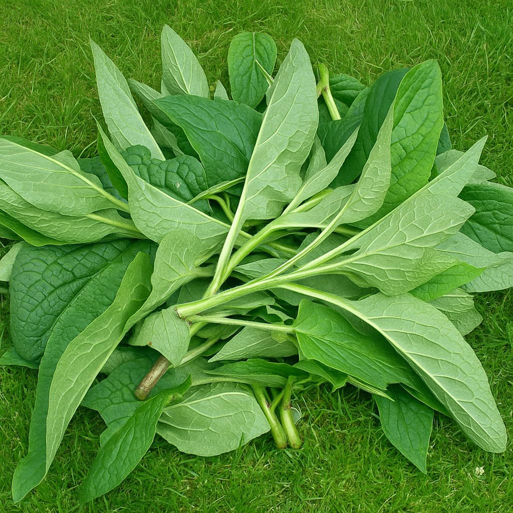 Pot Comfrey Salve fabriqué par une famille locale dans les montagnes WV.
