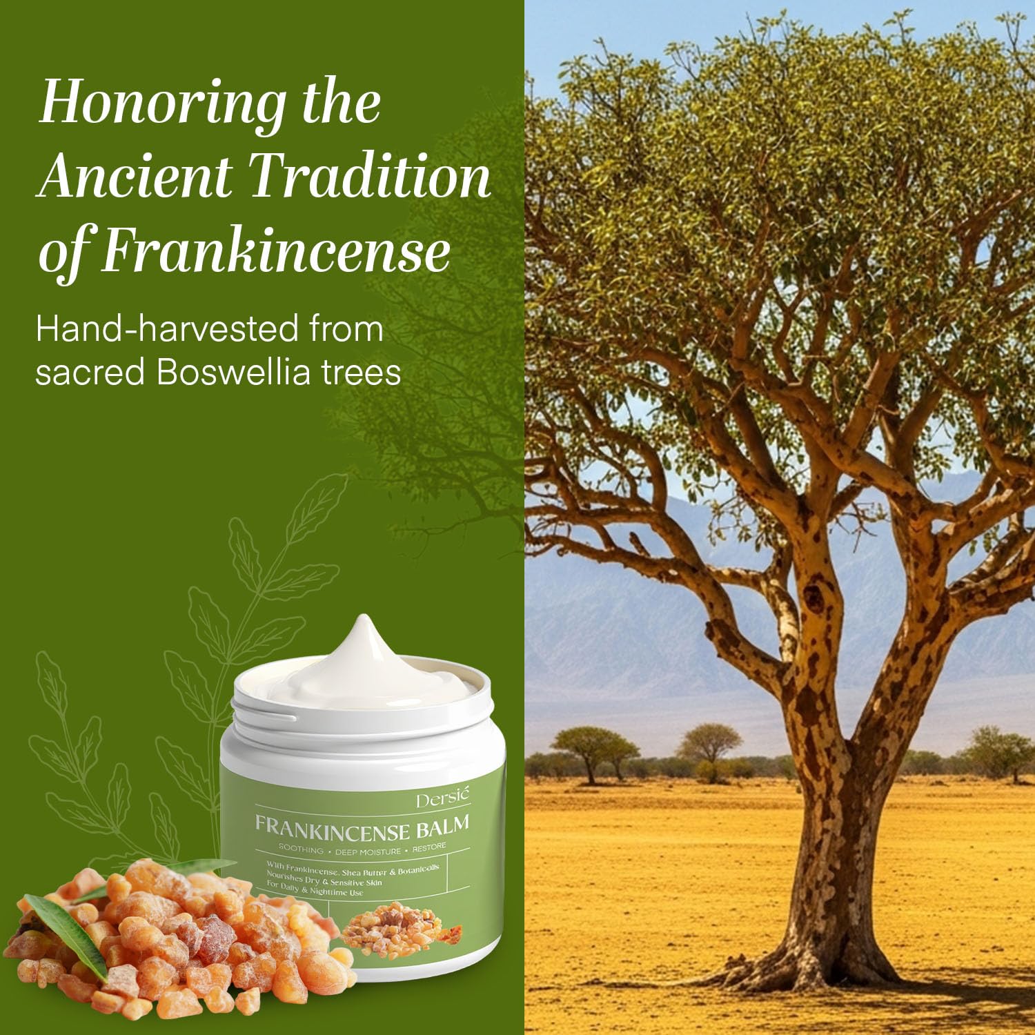 Dersie baume encens tradition-science harmonie heritage et recherche