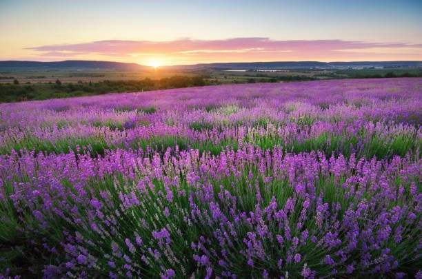 ECOS Lavande – soin botanique pour les mains, vitamine E et huiles essentielles
