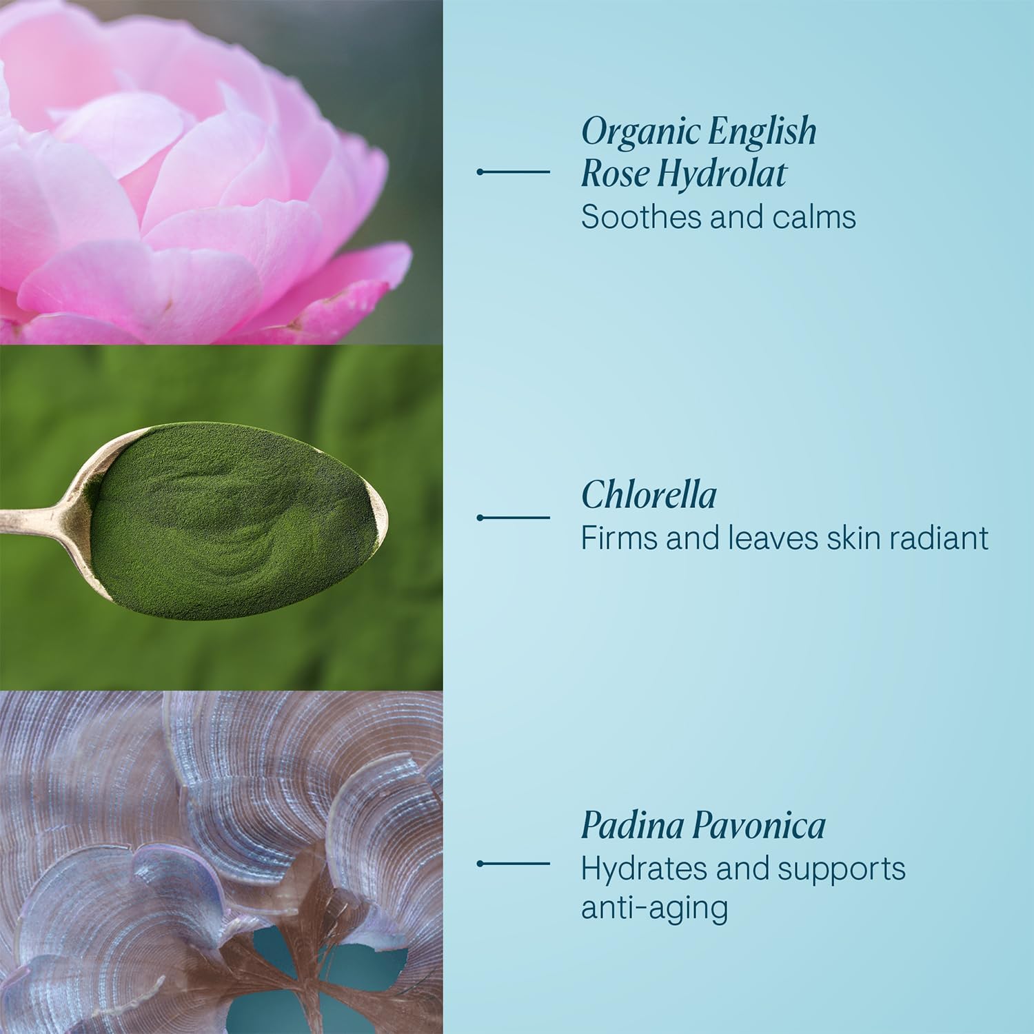 Application matinale de ELEMIS Pro-Collagen Rose Marine Cream sur le visage.