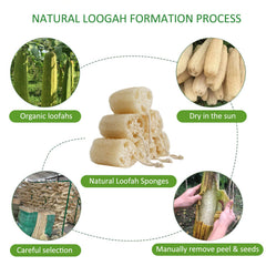 Pack FRTIM loofah 6 pièces prêt à l'emploi pour la douche.