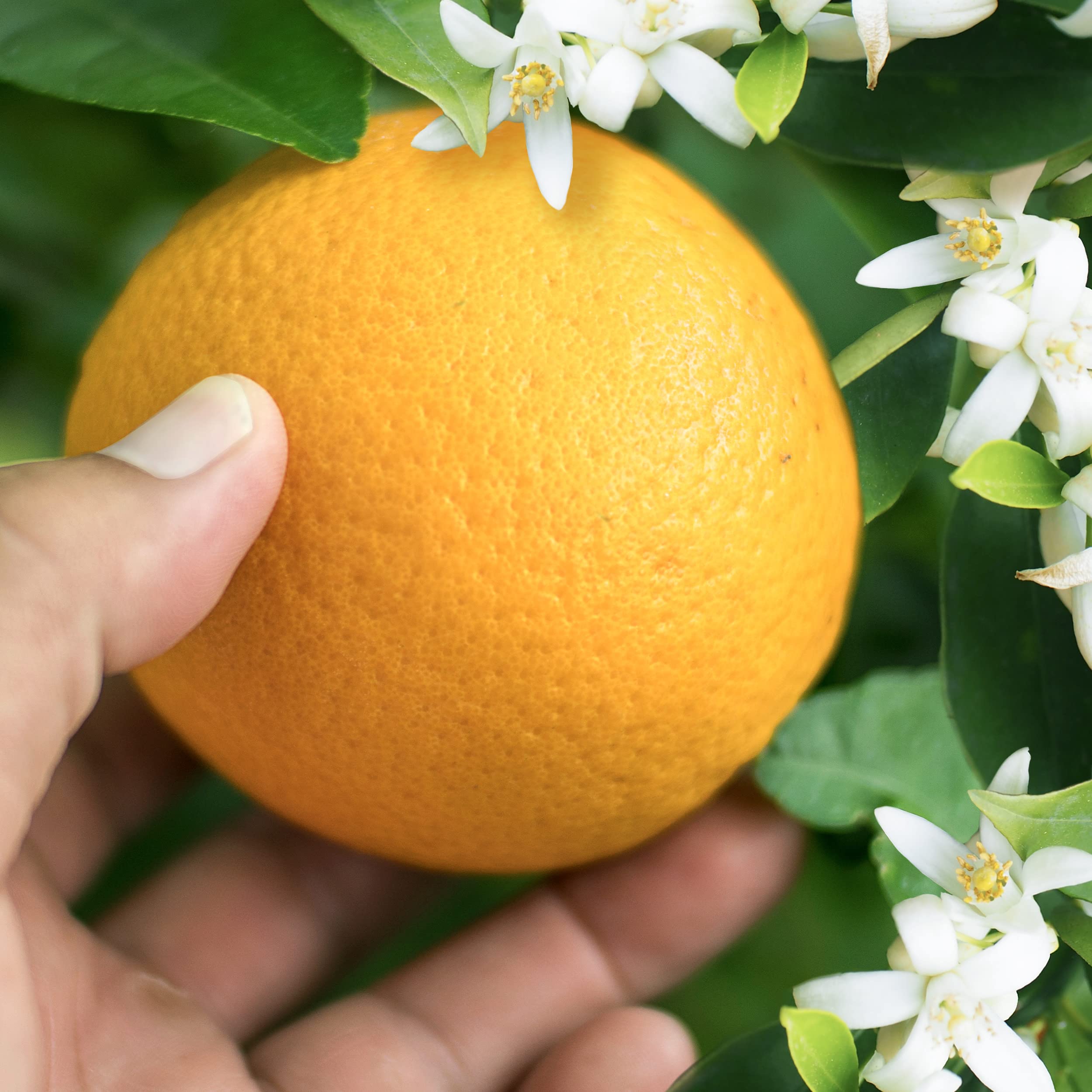 Herbal Essences Orange Citrus Volume Shampoo – arôme frais d’agrume pour une sensation de propreté.