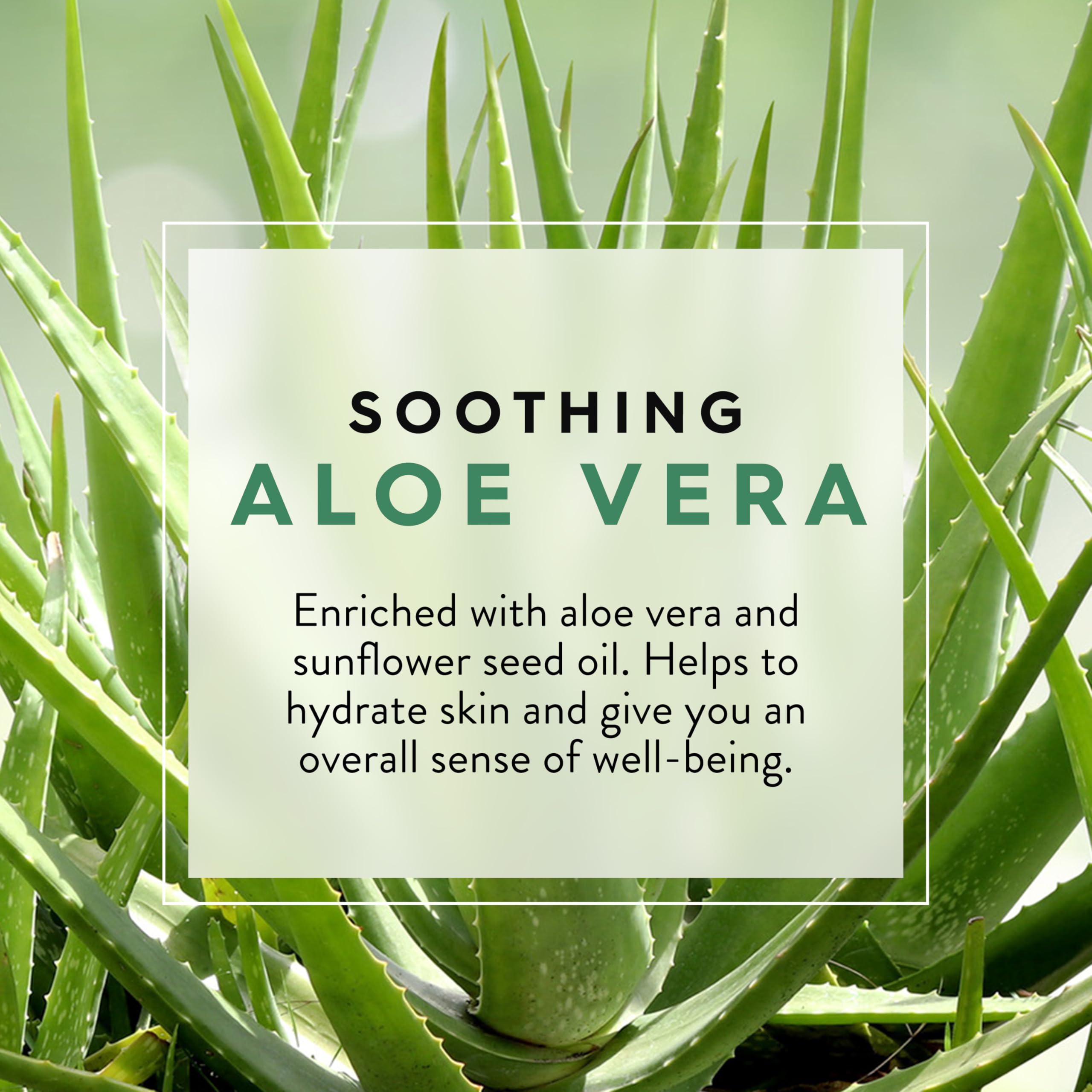 Gel douche JASON Aloe Vera — parfum apaisant favorisant le bien-être pendant la douche.