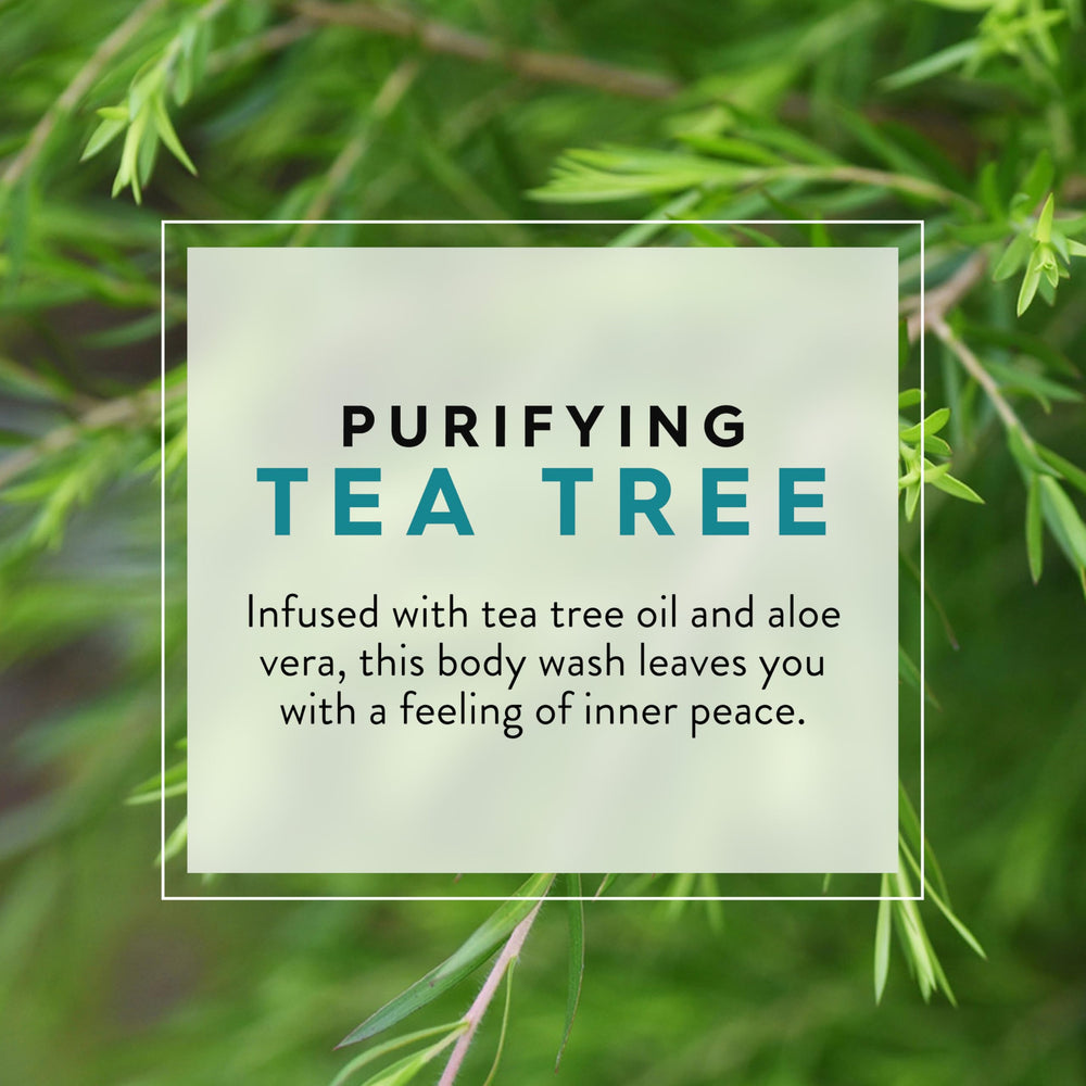 JASON gel douche purifiant à l’arbre à thé — mousse douce idéale pour la douche quotidienne.
