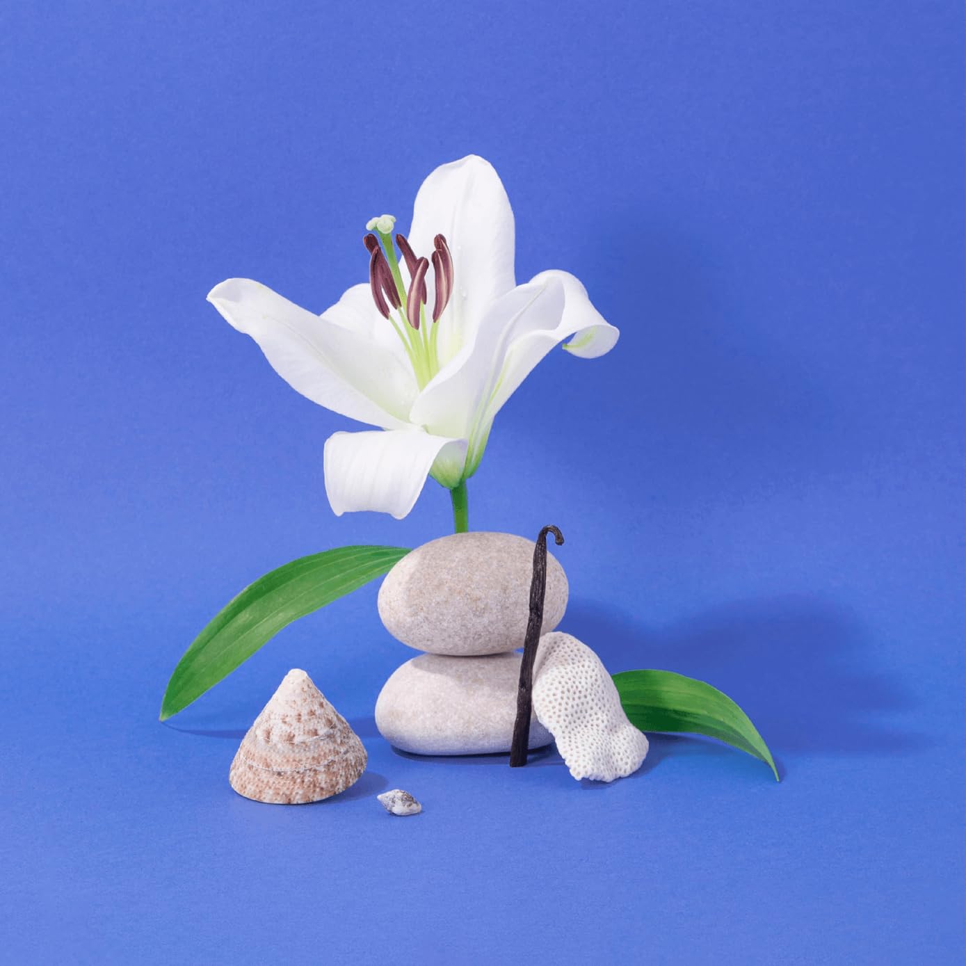 Parfum méditerranéen évoquant brise marine et fleurs blanches délicates.