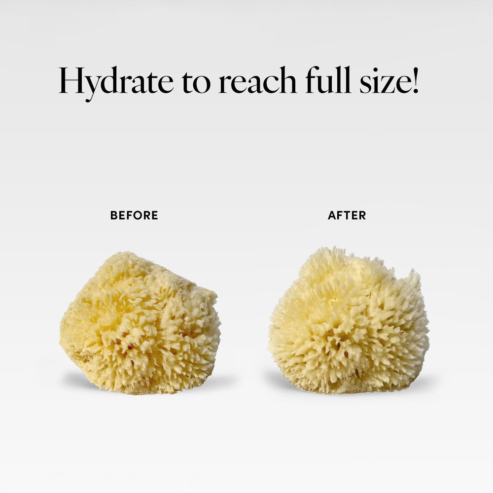 Éponge LATHER – compatible avec les variantes de gel douche LATHER.