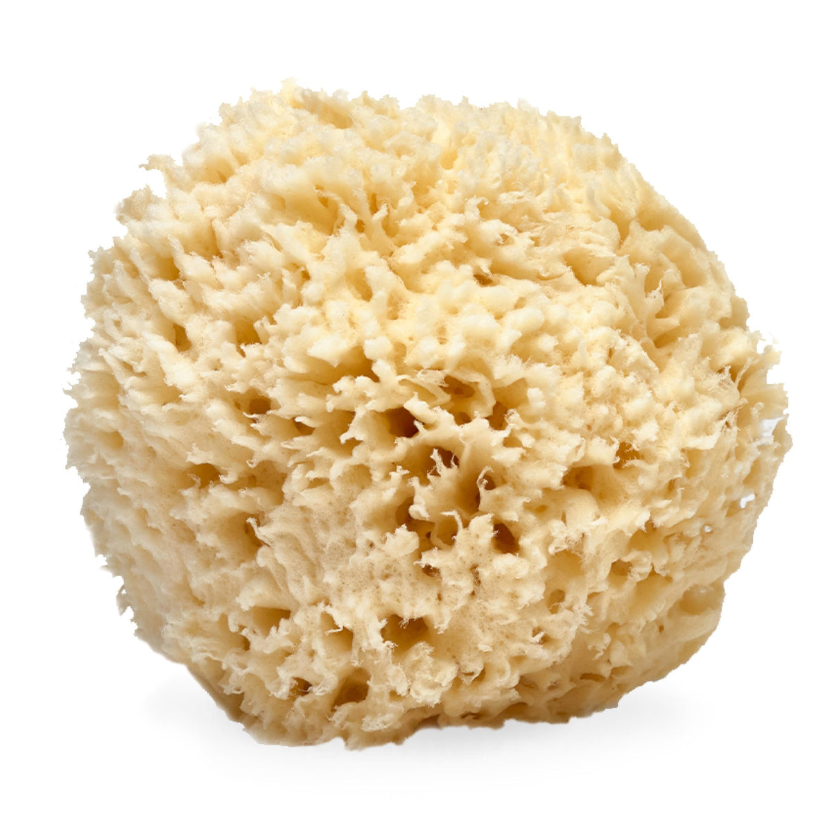 Éponge mer naturelle LATHER prête pour une exfoliation douce lors de la douche.