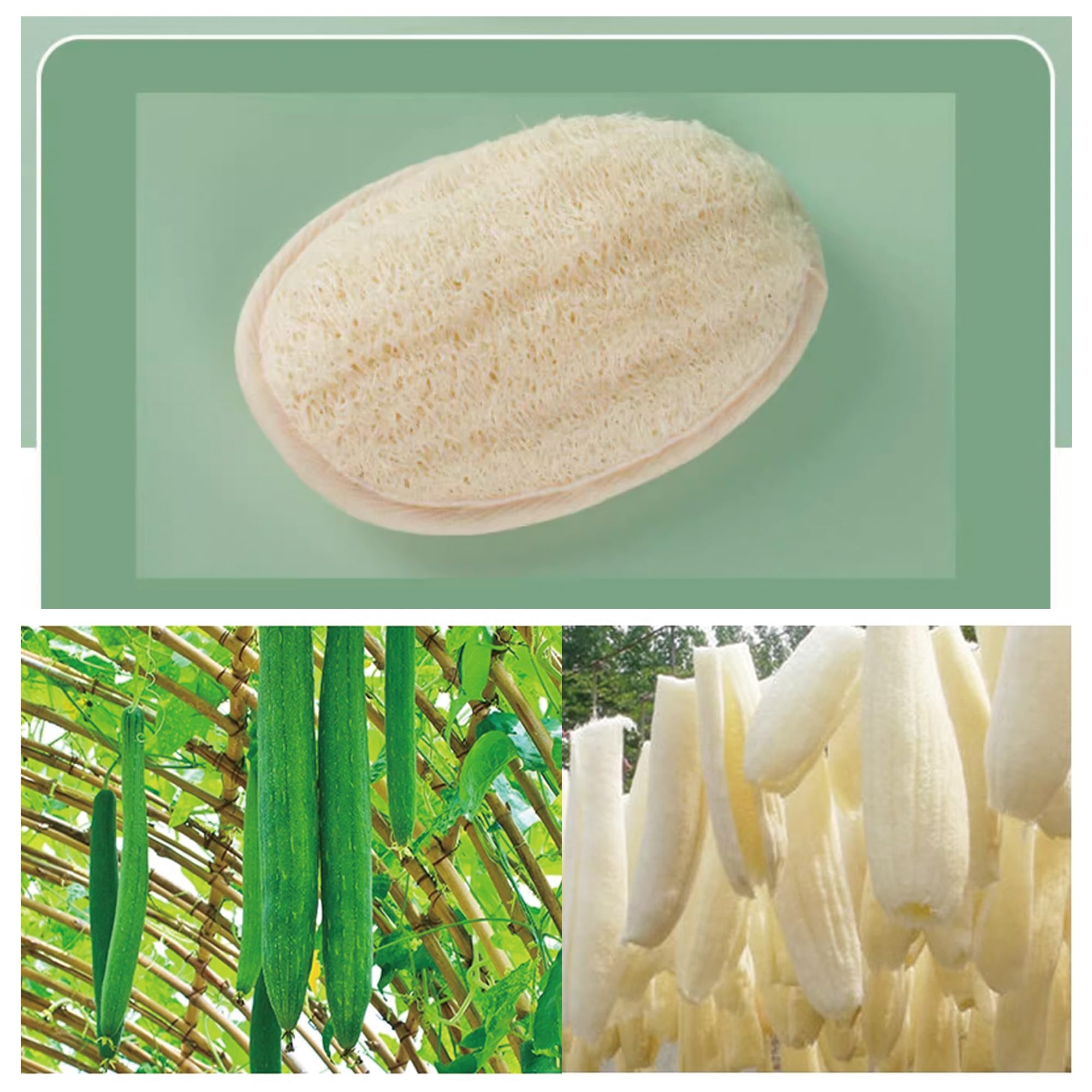 Loofah naturel – gommage efficace avec savon ou gel douche.