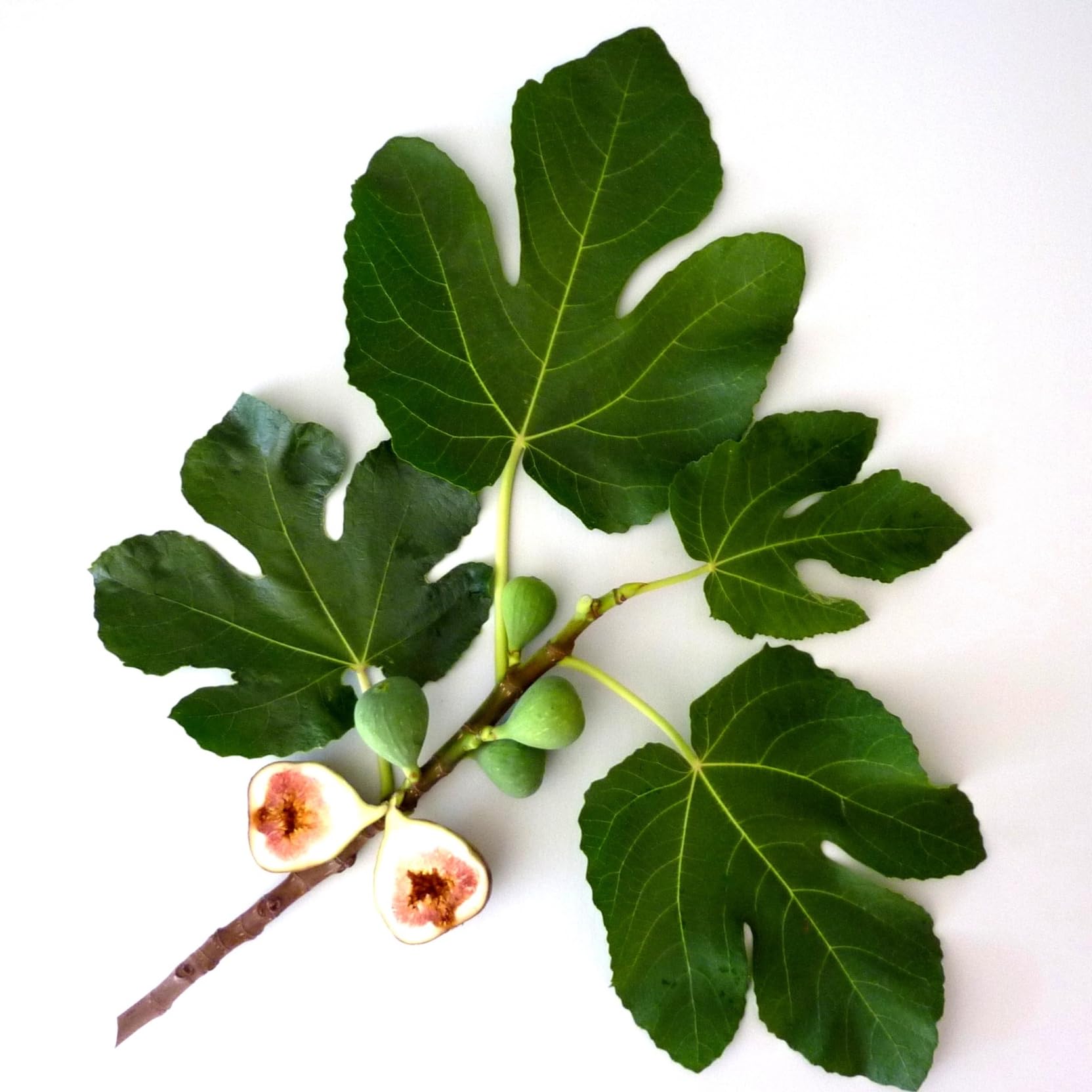 Mousse crèmeuse Original Fig de Murchison-Hume; douceur hydratante.