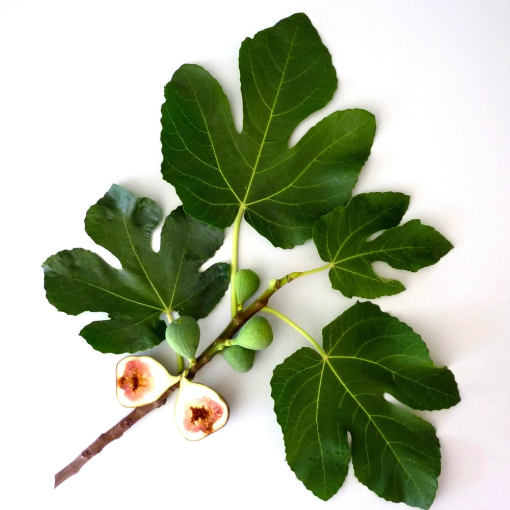 Mousse crèmeuse Original Fig de Murchison-Hume; douceur hydratante.