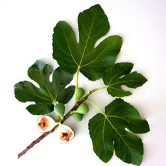 Mousse crèmeuse Original Fig de Murchison-Hume; douceur hydratante.