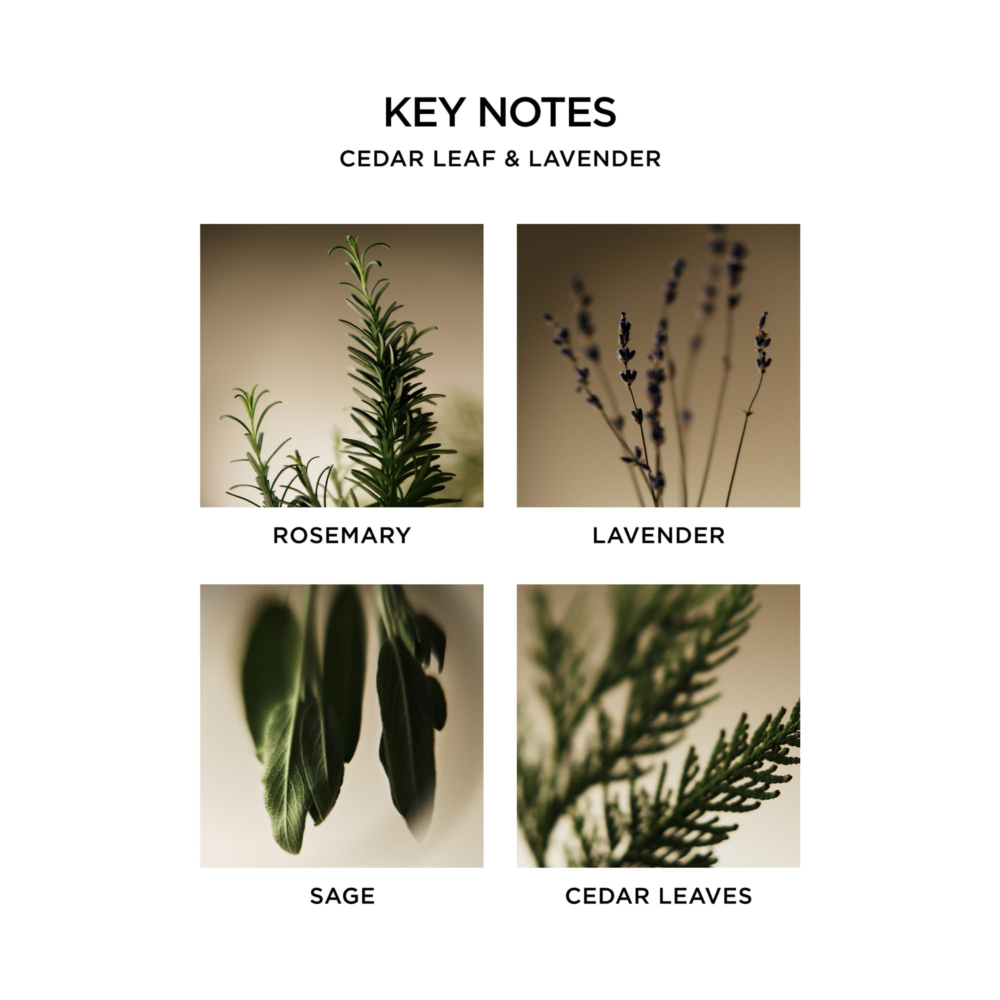 Nest New York Savon Liquide Feuilles de Cèdre et Lavande – Ambiance spa à chaque lavage