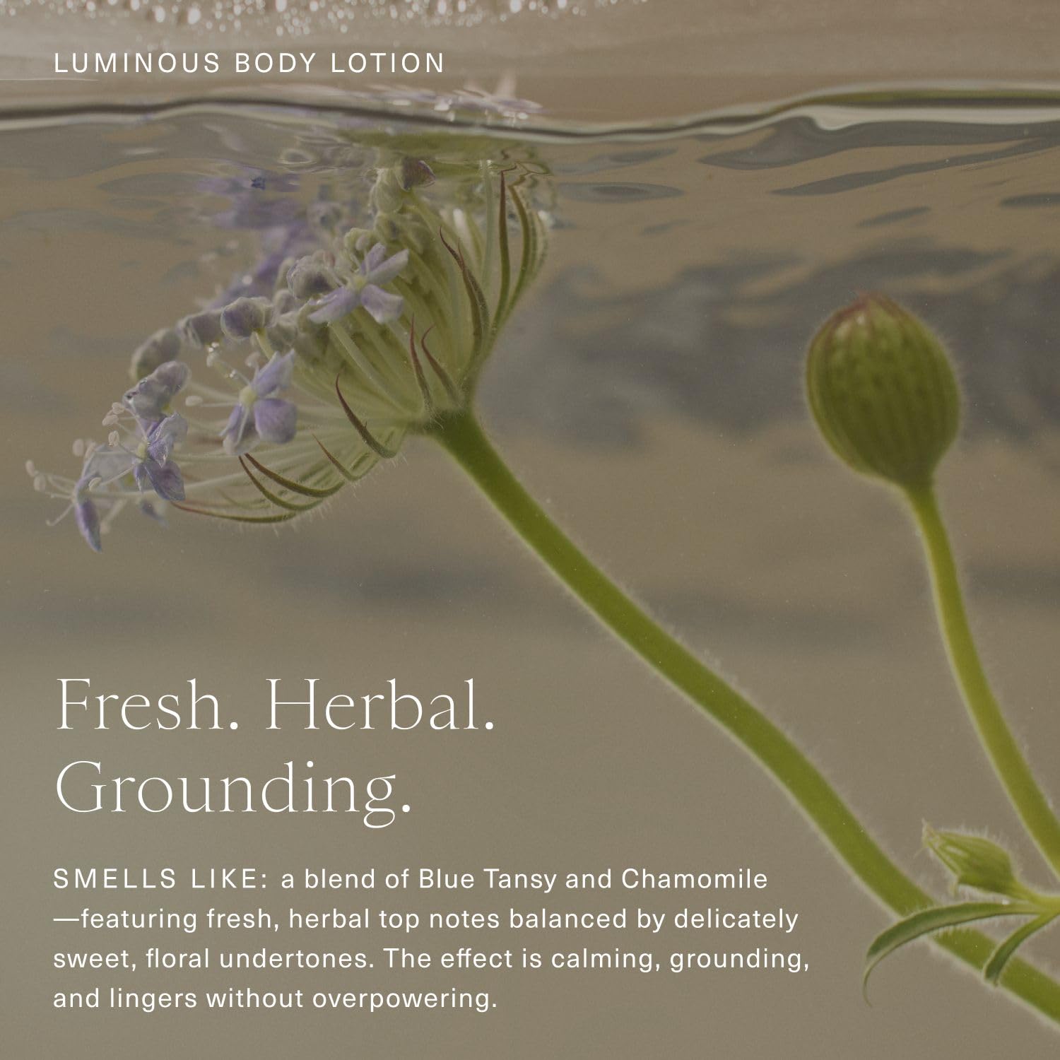 Oak Essentials Luminous Body Lotion – formule propre sans colorants ni sulfates.