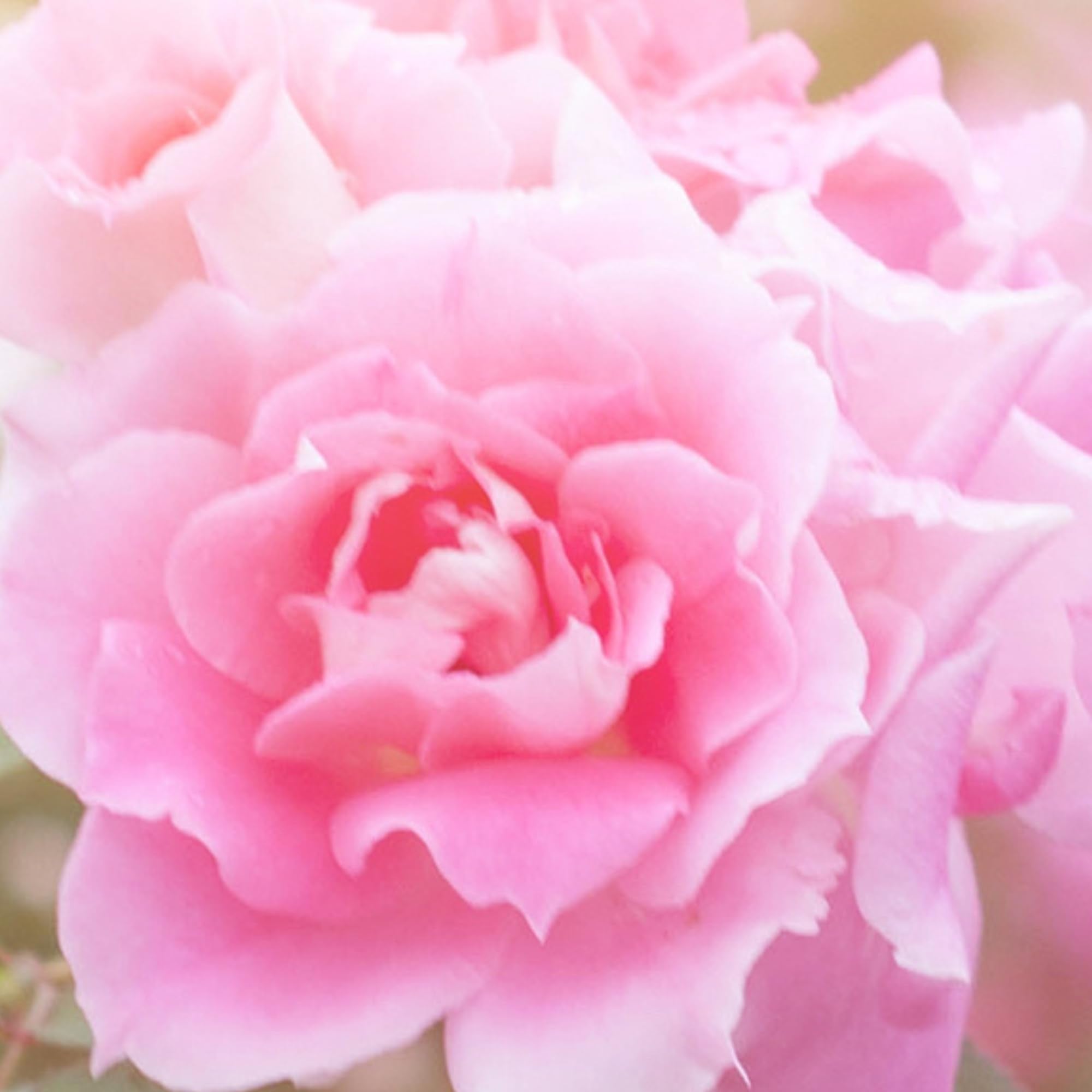 Petal Fresh Lingettes vegan cruelty-free – formule naturelle adaptée à tous les types de peau.