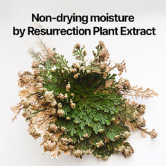 Extrait Resurrection Plant pour hydratation en profondeur
