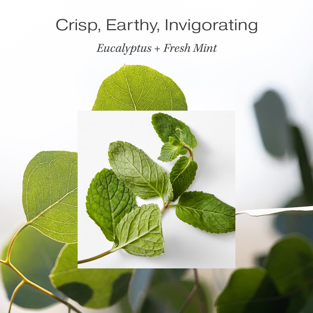 Senteurs eucalyptus et menthe fraîche du déodorant RAW SUGAR