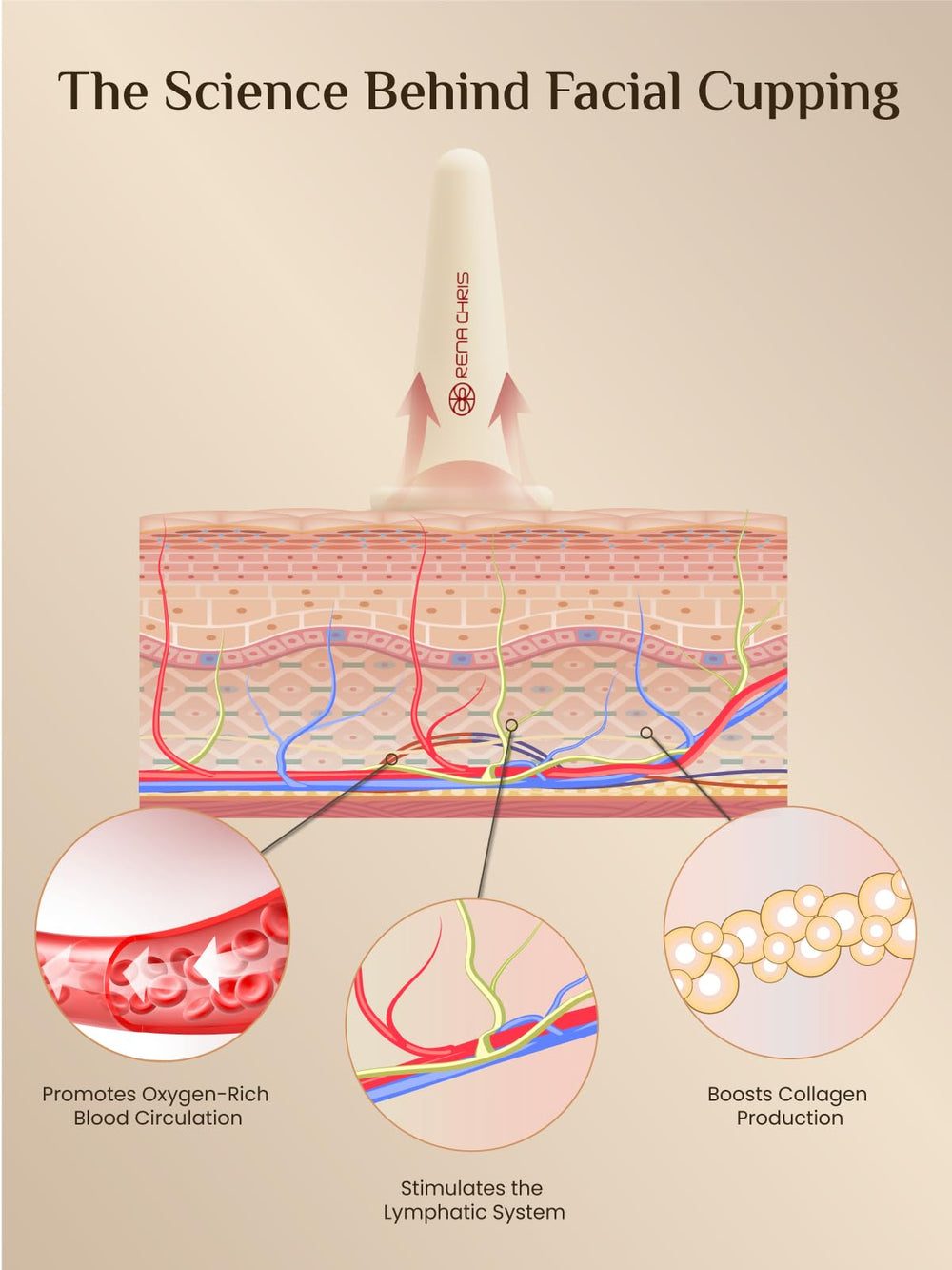 Rena Chris: guide d’utilisation du cupping pour le visage.