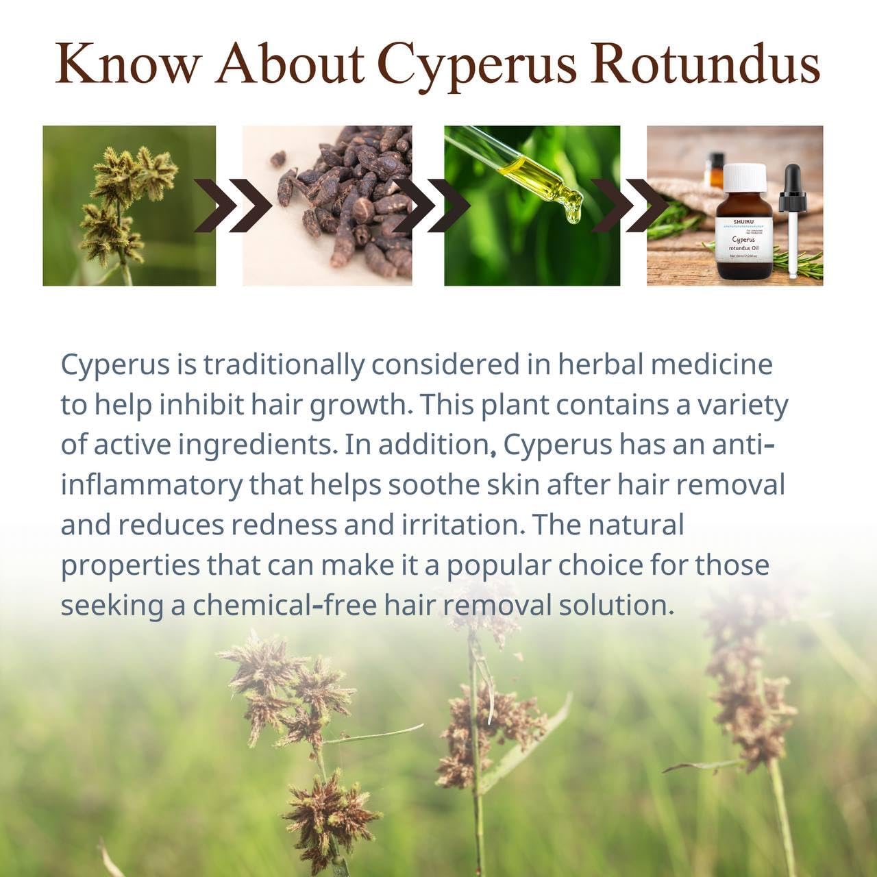 SHUIKU huile Cyperus Rotundus, huile porteuse pour mélanges DIY beauté.