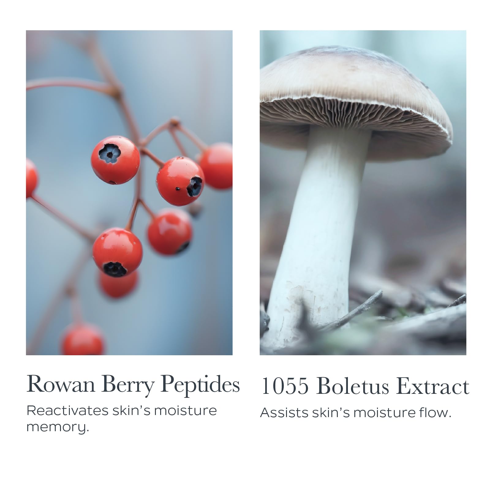 SOTHYS présente le9xtrait boletus pour soutenir le9hydratation et la fraeecheur de la peau
