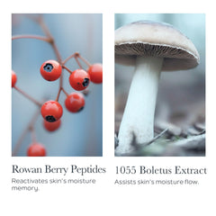 SOTHYS présente le9xtrait boletus pour soutenir le9hydratation et la fraeecheur de la peau