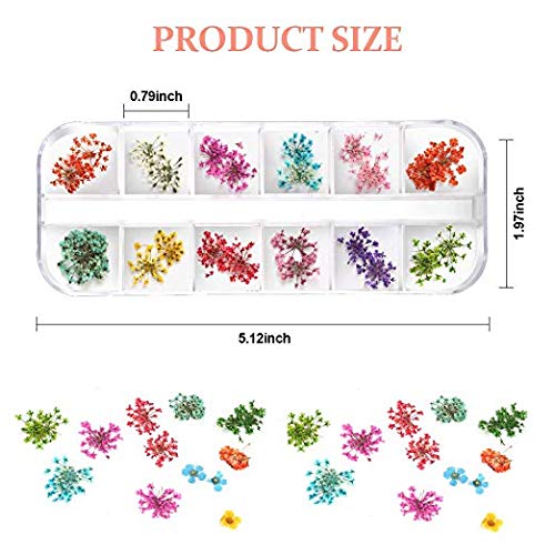 Teenitor fleurs seches pétales colorés pour motifs faciles sur ongles