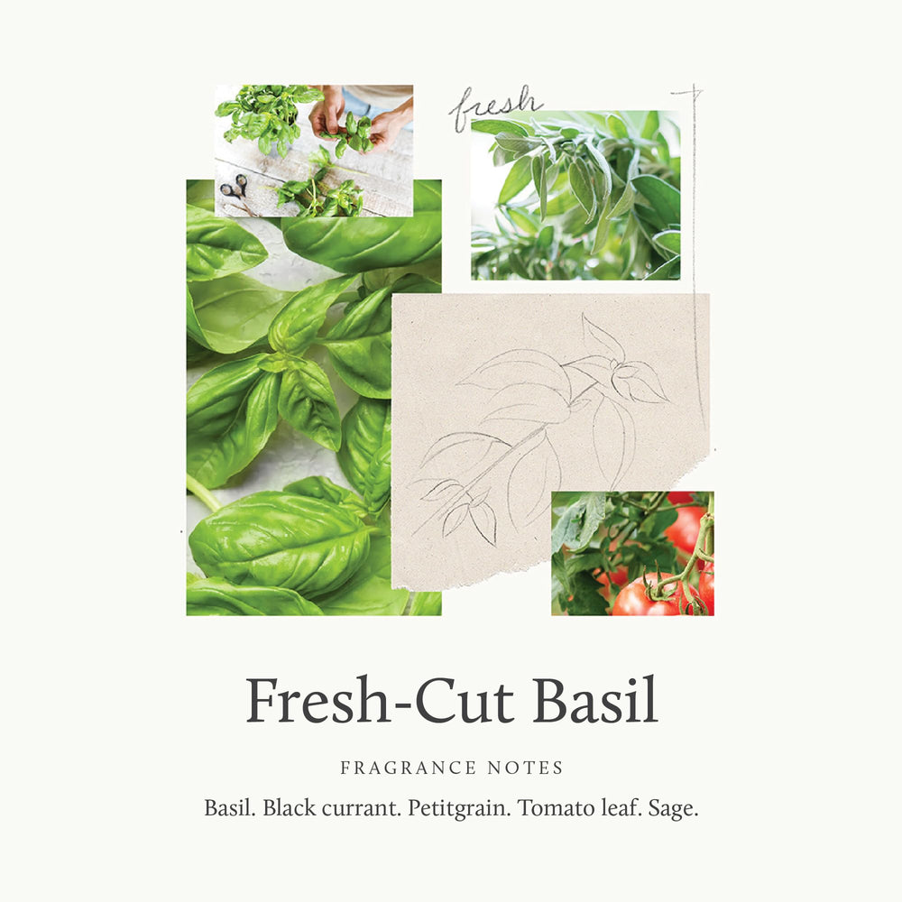 Arôme basilic frais avec des notes de feuilles et sauge Thymes.
