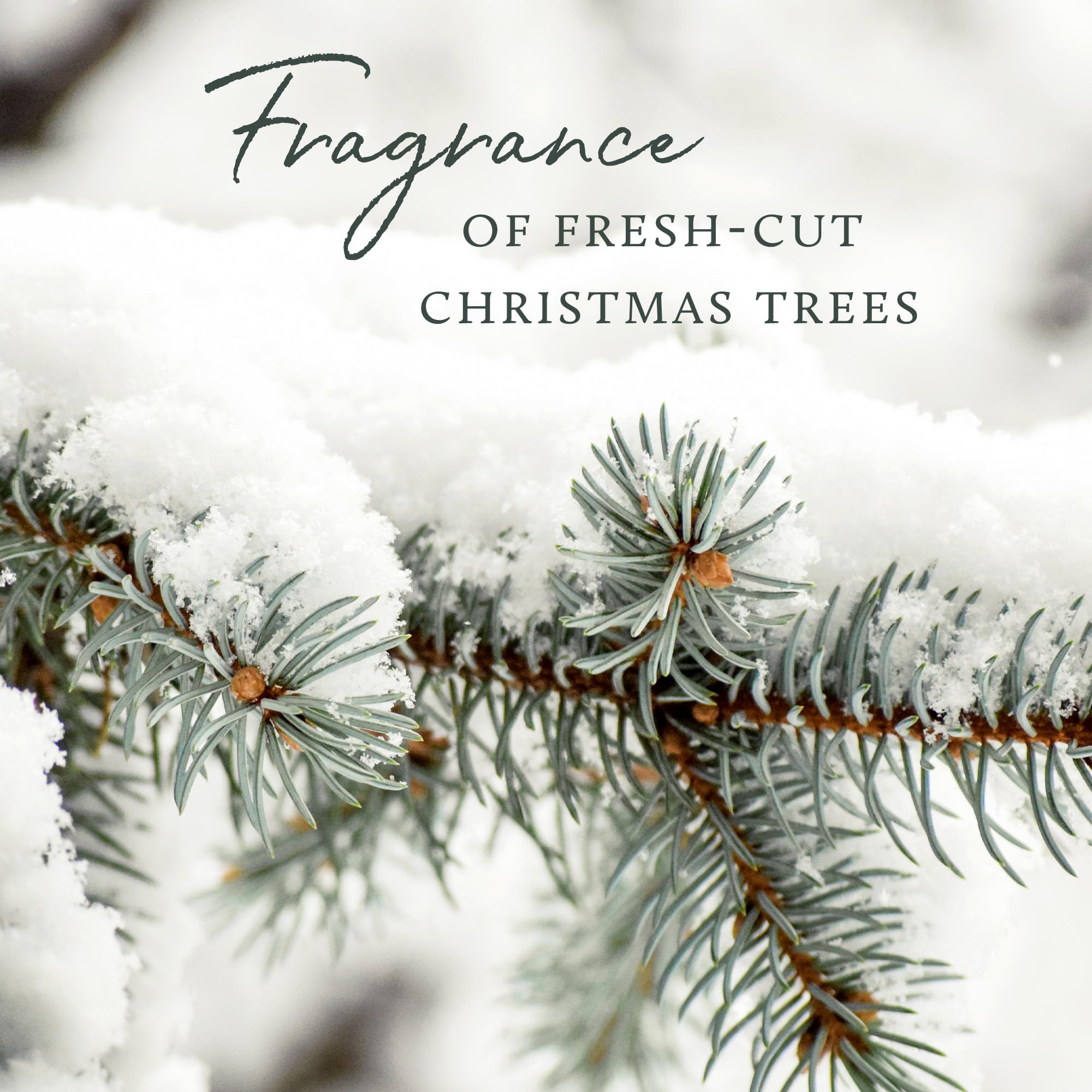 Thymes Frasier Fir - utilisation quotidienne, parfum hivernal et peau douce.