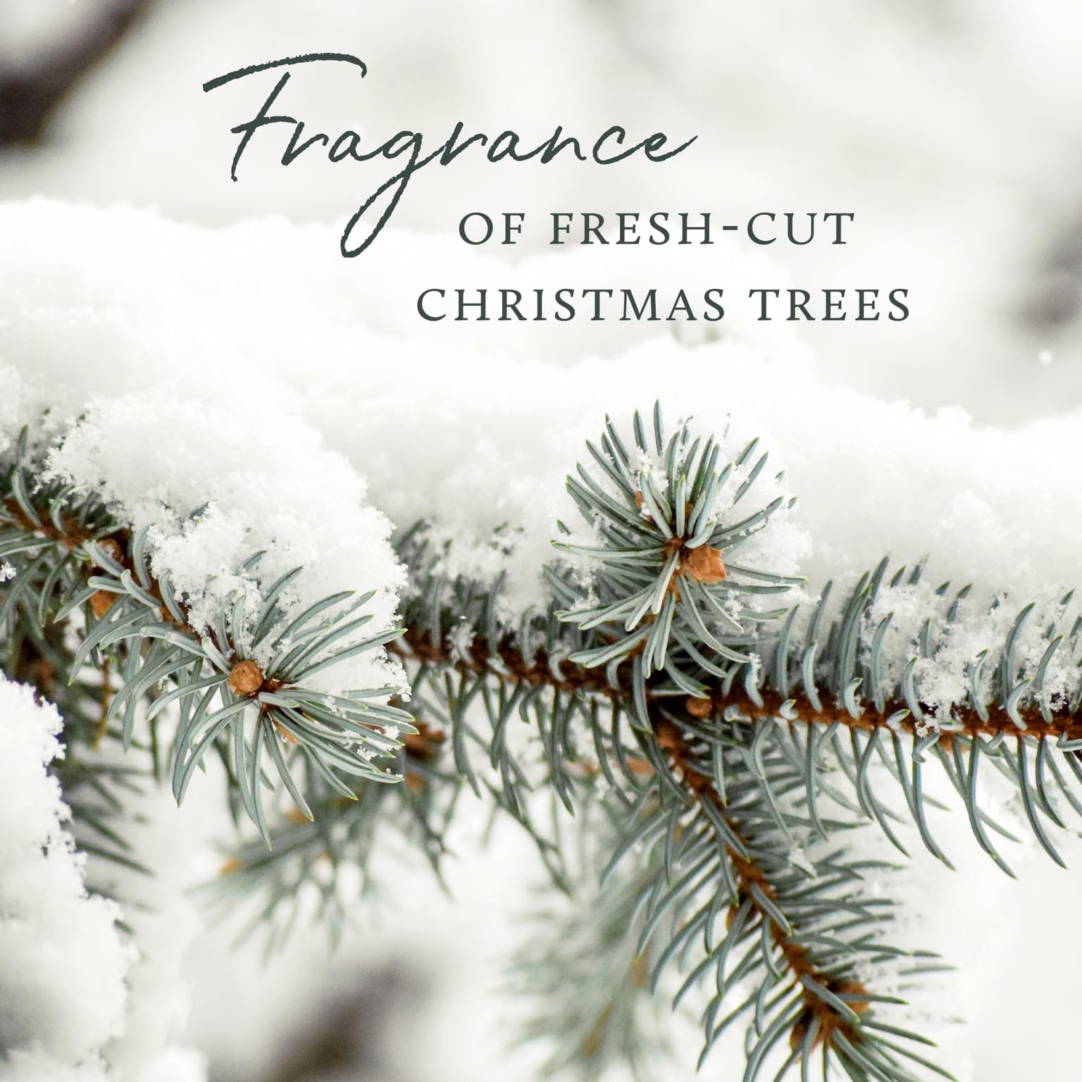 Lotion mains Thymes Frasier Fir, senteur rafraîchissante pour une atmosphère apaisante.