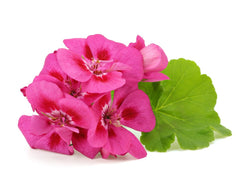 US Organic Géranium huile essentielle, diffuseur aromatherapie, ambiance florale réconfortante.