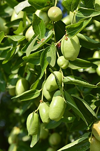 Hydratation du corps avec l'huile de jojoba