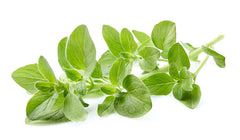 US Organic huile d'origan dans une bouteille en verre ambré, pratique pour stockage et diffusion.