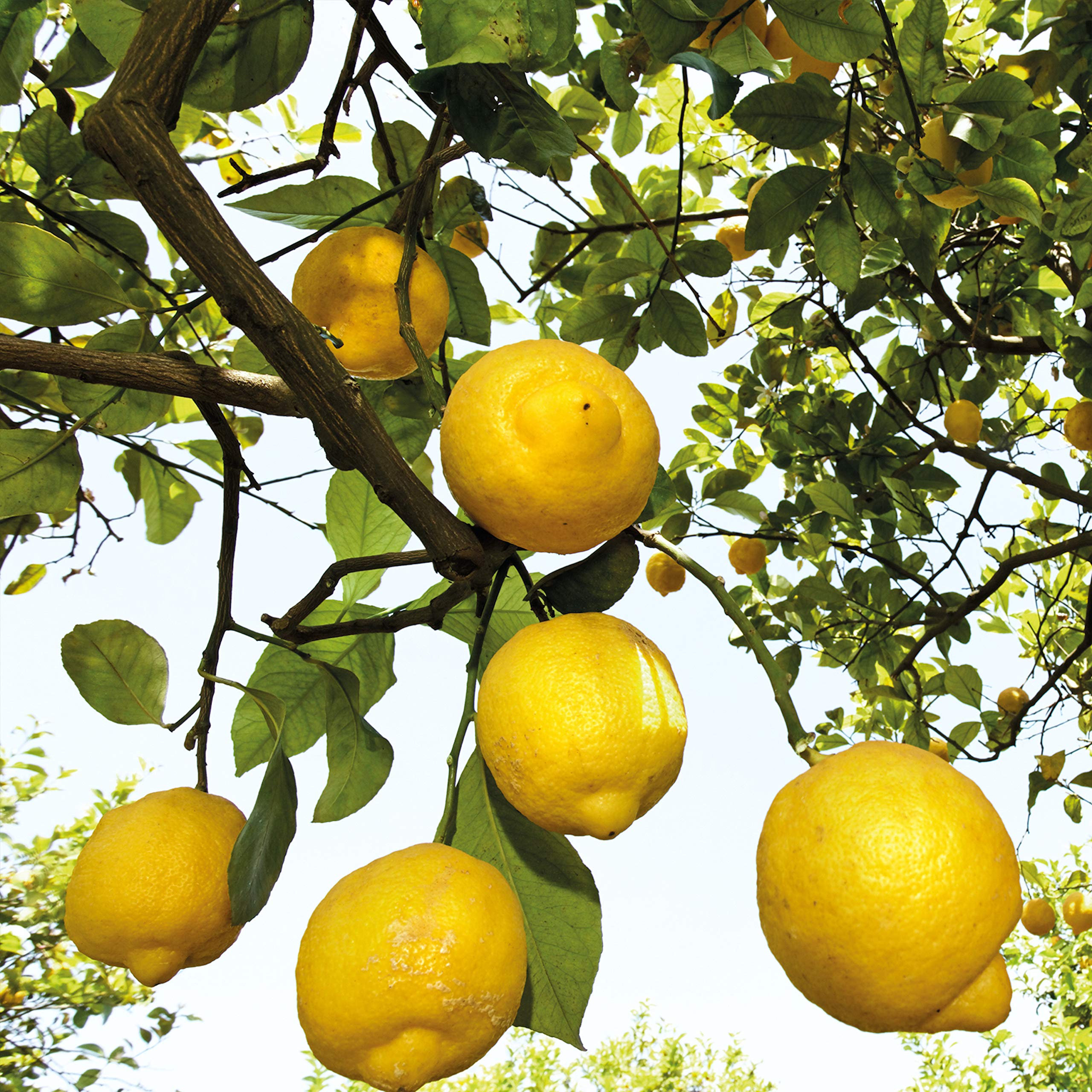 Weleda Déodorant Citronné, flacon transparent, sensation de fraîcheur immédiate.
