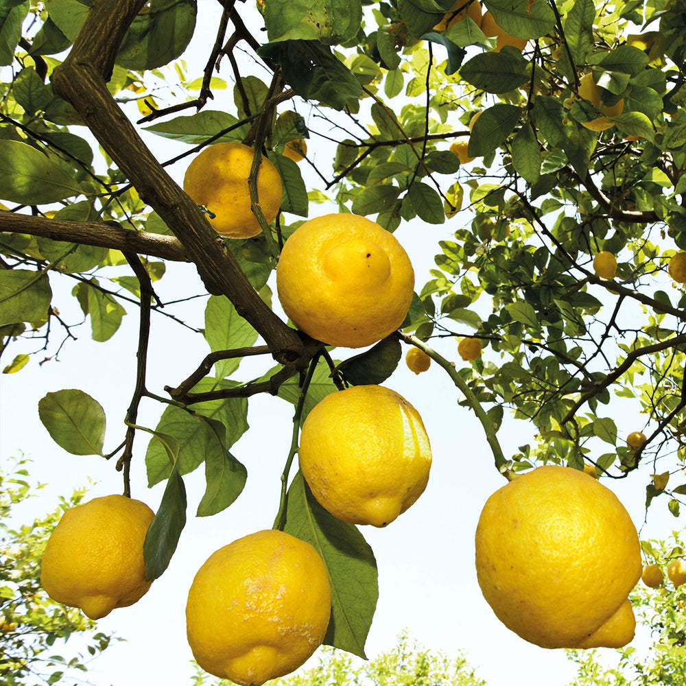 Weleda Déodorant Citronné, flacon transparent, sensation de fraîcheur immédiate.