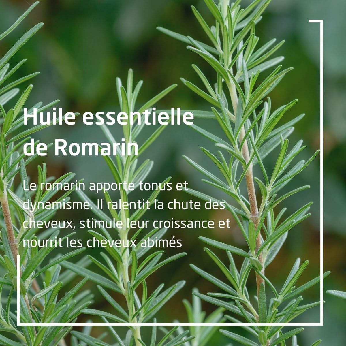 Weleda tonique capillaire gouttes en action: offre une application ciblée et fraîche.