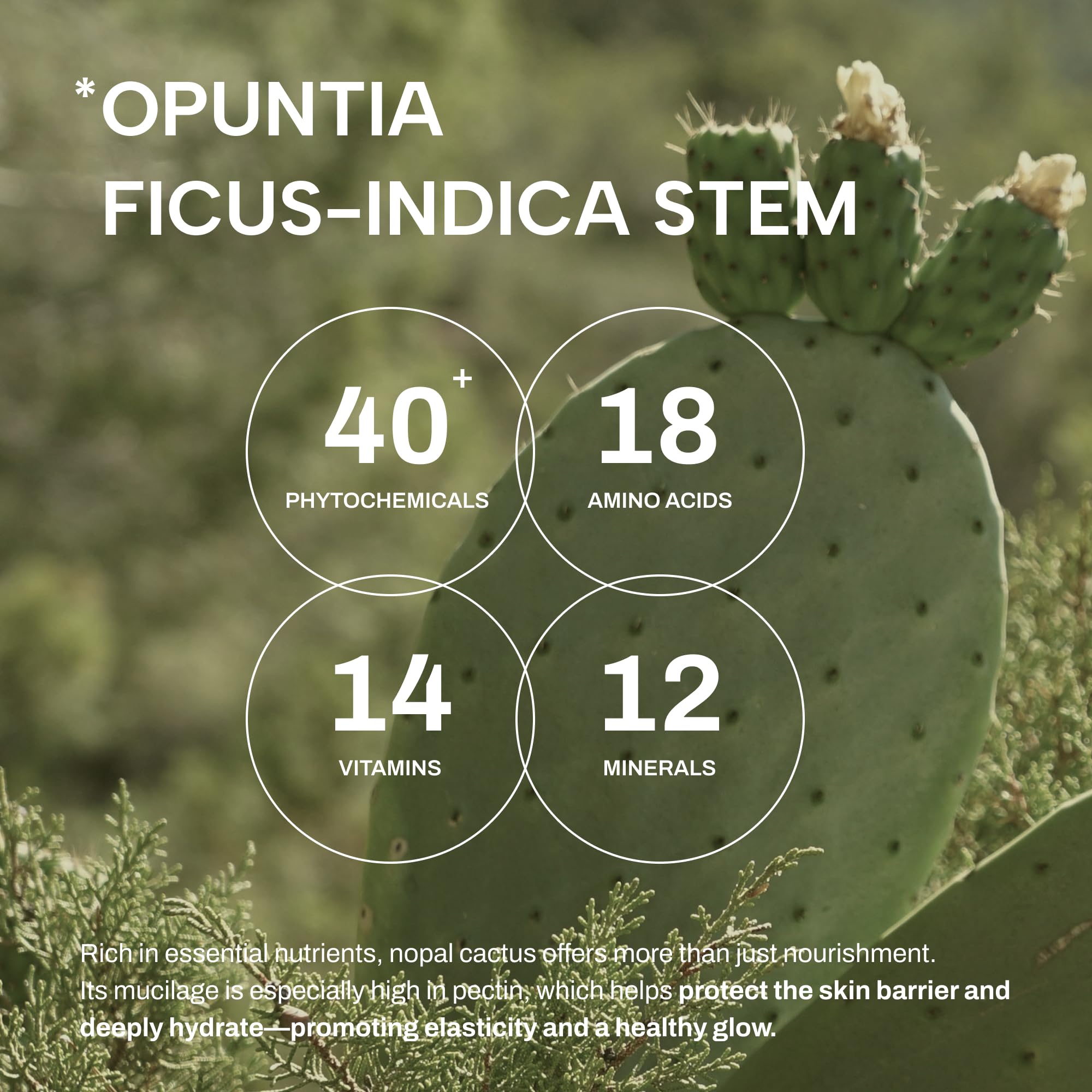Certifications COSMOS Organic et VEGAN du Whamisa Cactus Bouncy.
